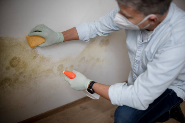 Office Mold Removal Services in Forest City, NC