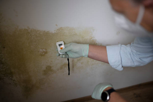 Best Affordable Mold Removal  in Forest City, NC