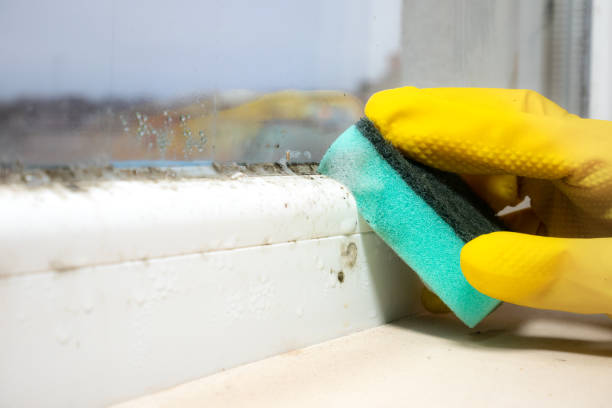 Reliable Forest City, NC Mold Removal Solutions