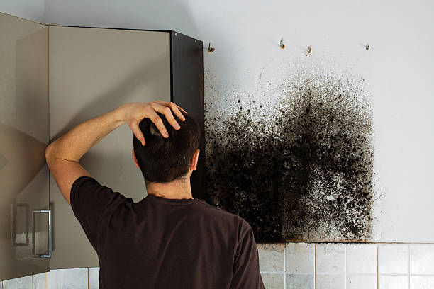 Best Black Mold Removal  in Forest City, NC